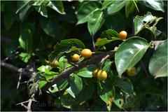 Canthium parviflorum